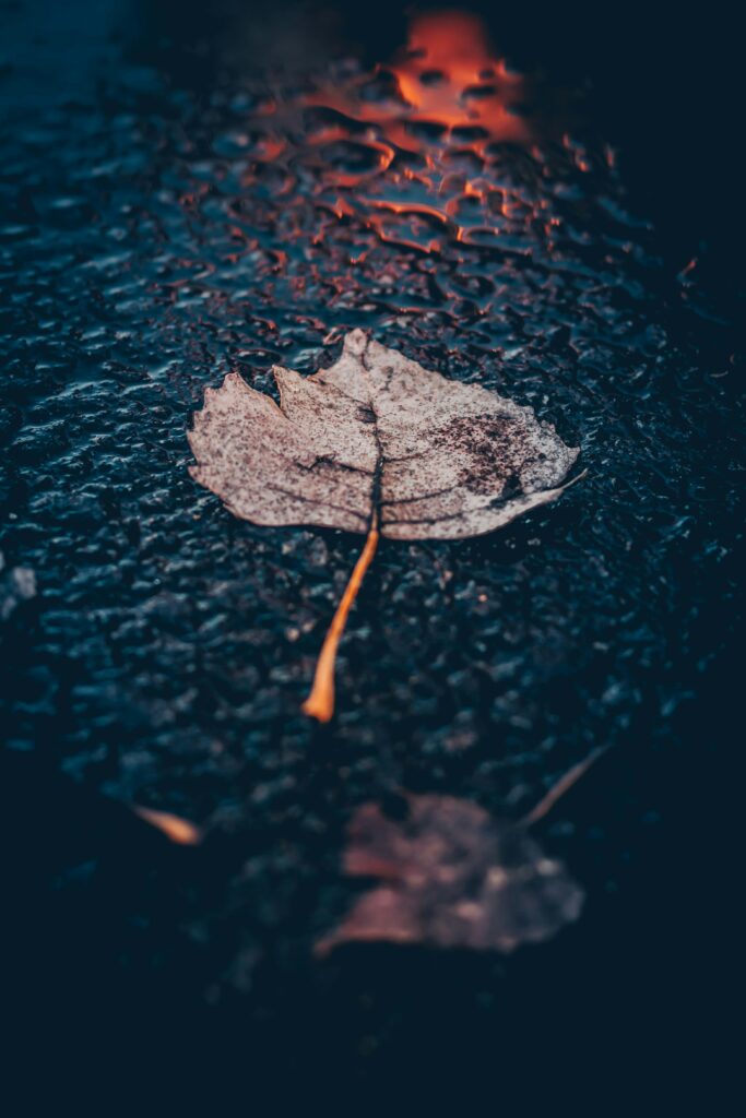 A single wet leaf on asphalt during a rainy day, symbolizing financial struggle and emotional weight