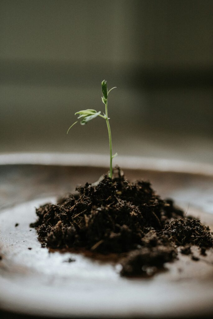 Young seedling growing from soil — symbol of the planting season in personal finances and slow financial growth